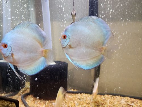 Blue Diamond Discus, Proven Breeding Pair photo review