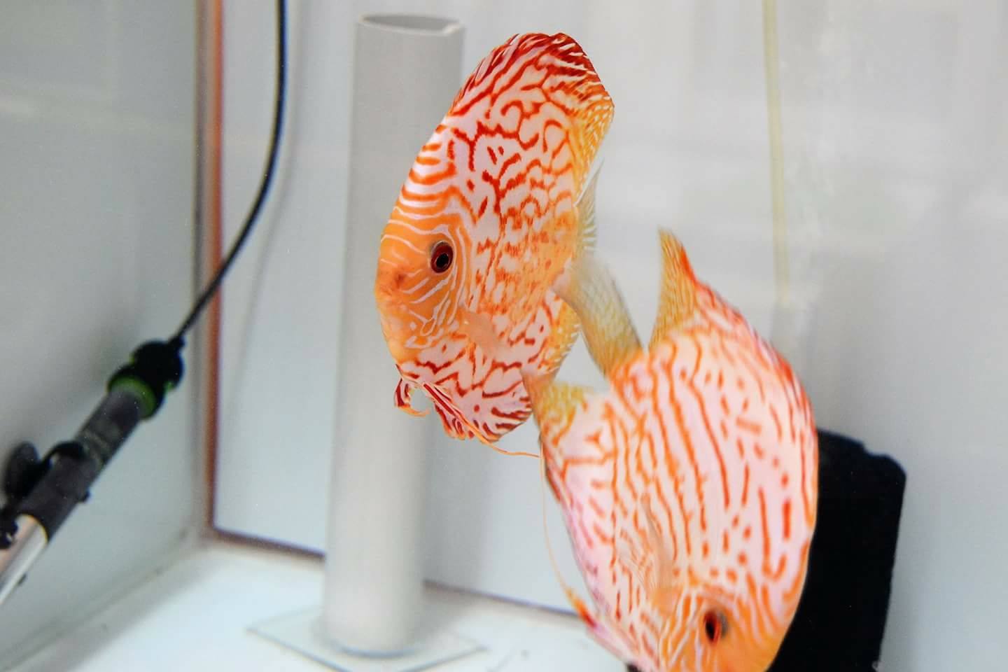 Orange Checkerboard Pigeon Discus, Proven Breeding Pair - Image 2