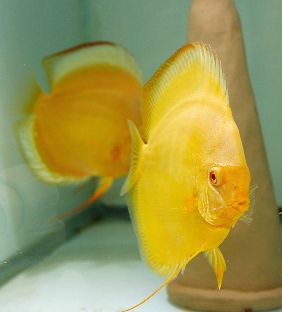 Albino Pearl Diamond, Light & Dark Base, Proven Breeding Pair - Image 6