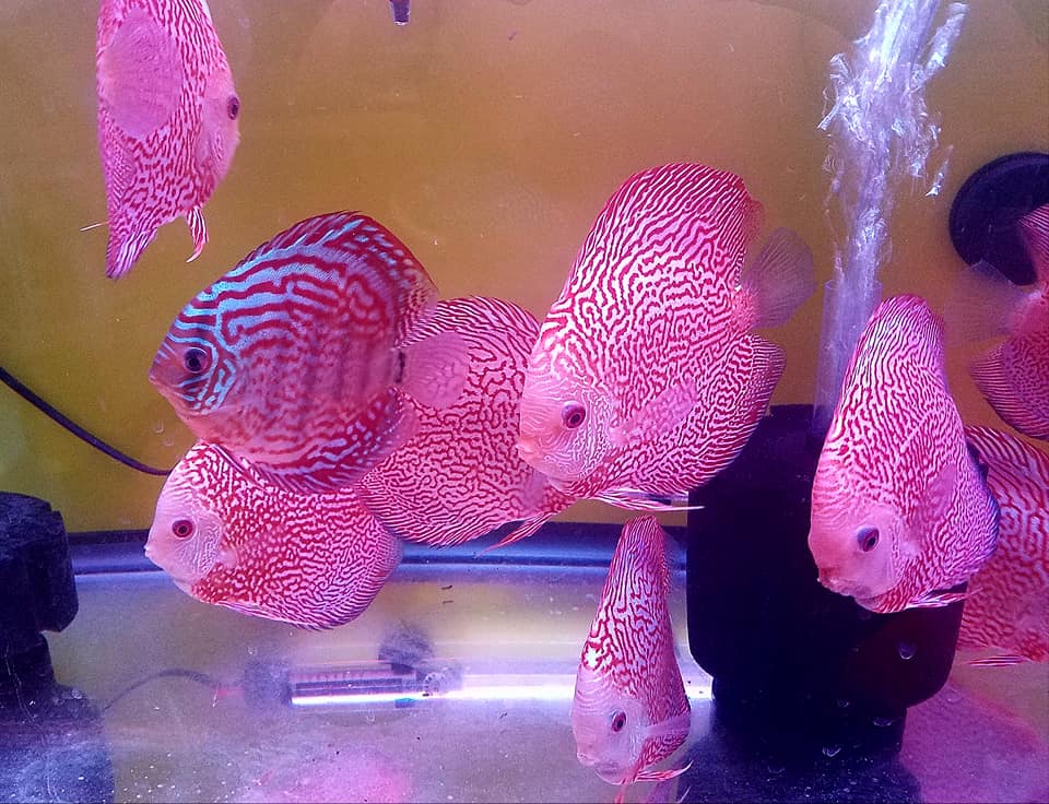 Albino Snakeskin Discus - Image 3