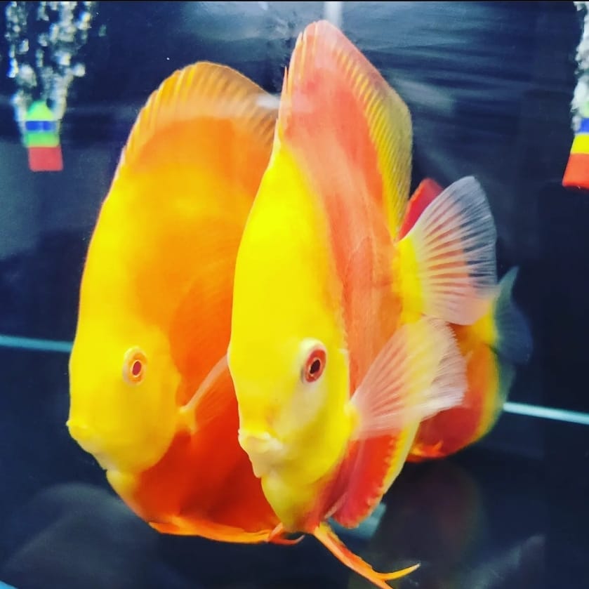 Albino Red Diamond Discus - Image 4