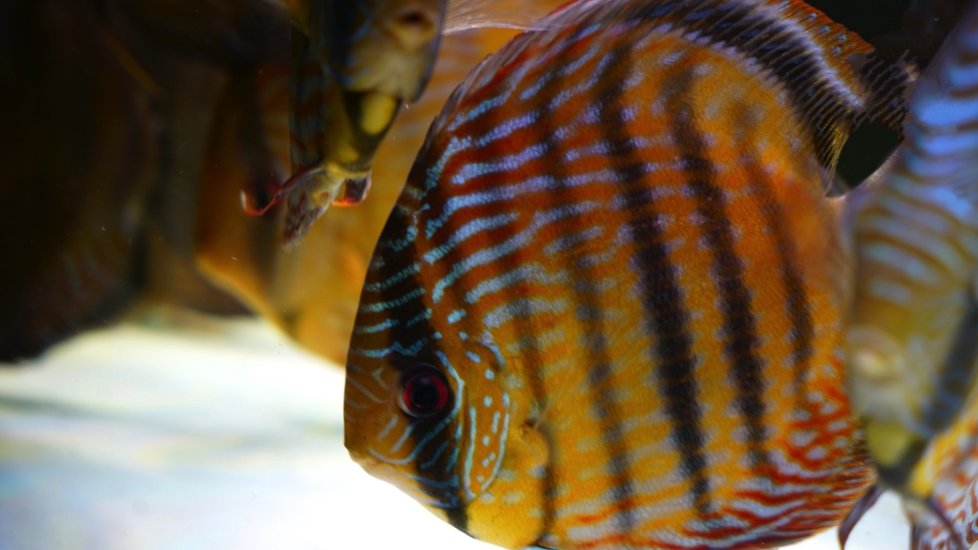 Wild-Caught Royal Triple Bar, Blue Ica Discus - Image 4