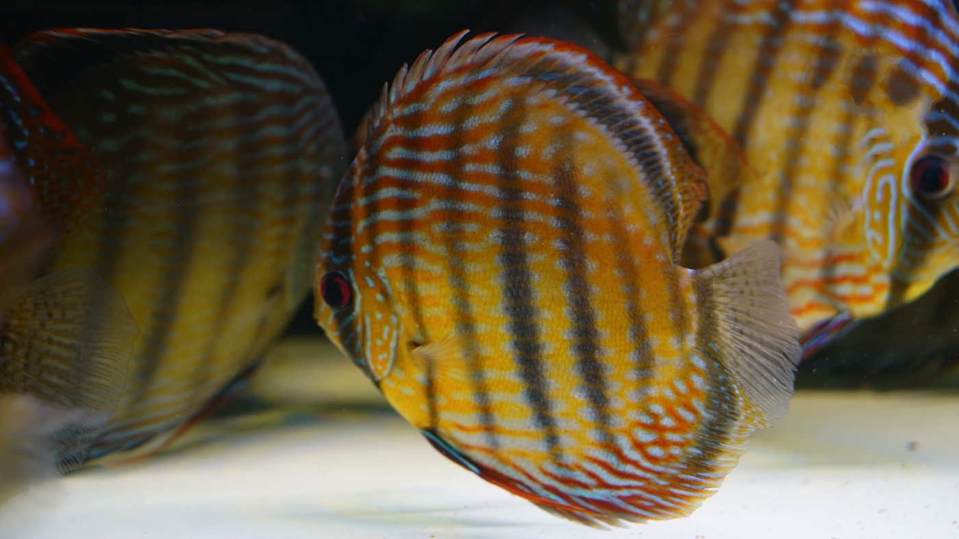 Wild-Caught Royal Triple Bar, Blue Ica Discus - Image 3