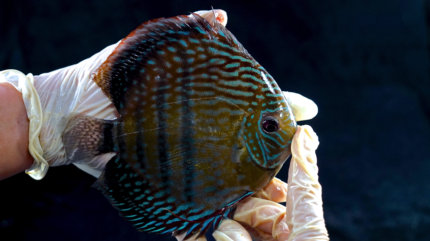 Wild-Caught Royal Triple Bar, Blue Ica Discus - Image 2