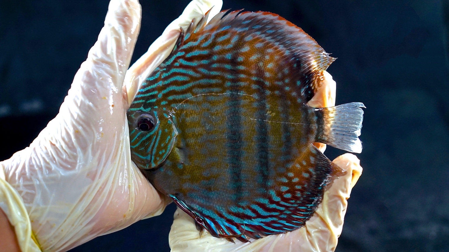 Wild-Caught Royal Triple Bar, Blue Ica Discus