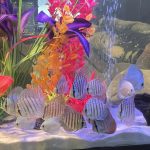 Mosaic Leopard Discus, Blue Base photo review