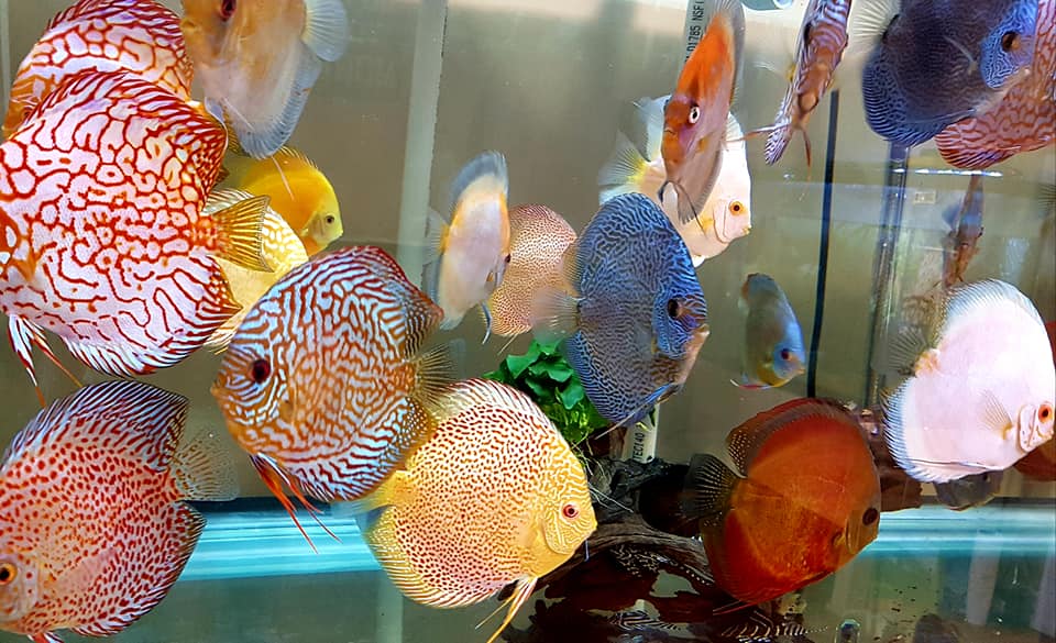 Classic San Merah Discus - Image 7