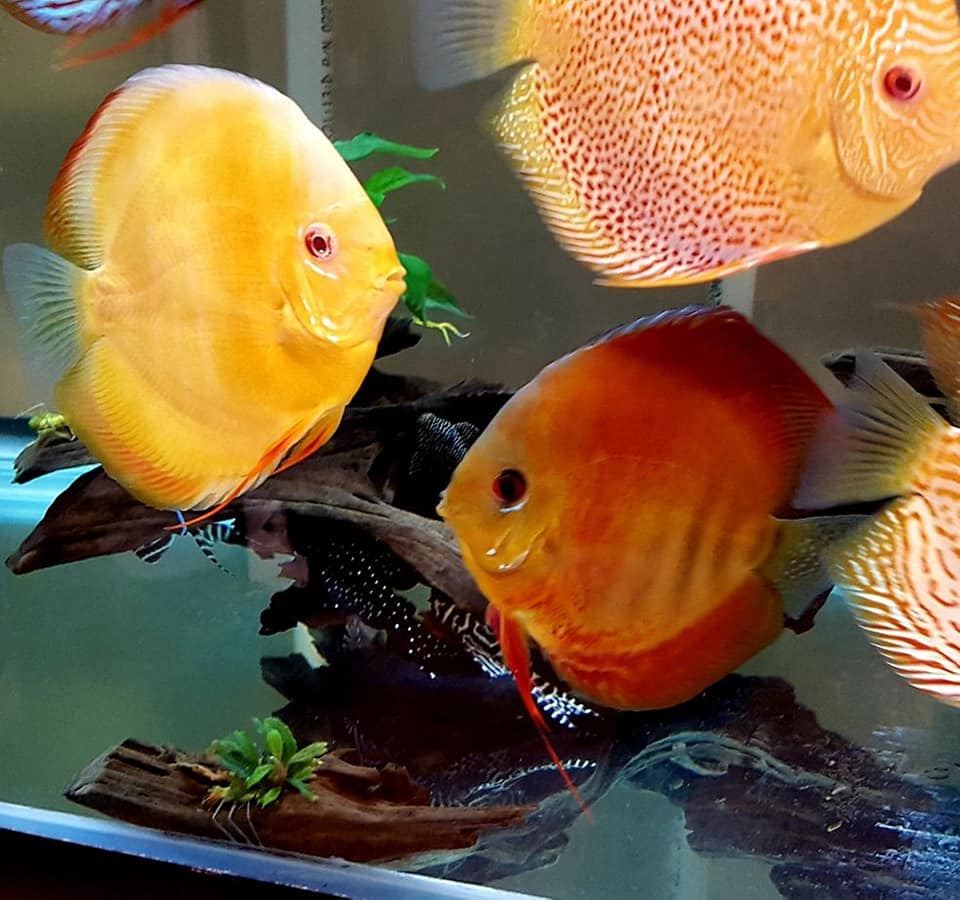 Classic San Merah Discus - Image 8