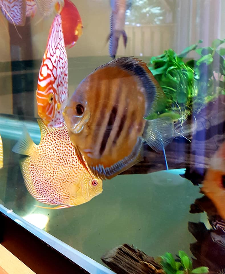 Classic San Merah Discus - Image 9