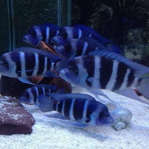 Other Cichlids