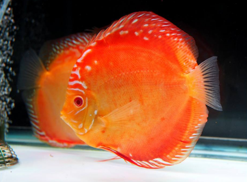 Albino Rafflesia Discus - Image 4