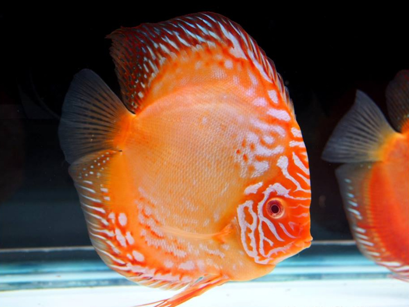 Albino Rafflesia Discus - Image 7