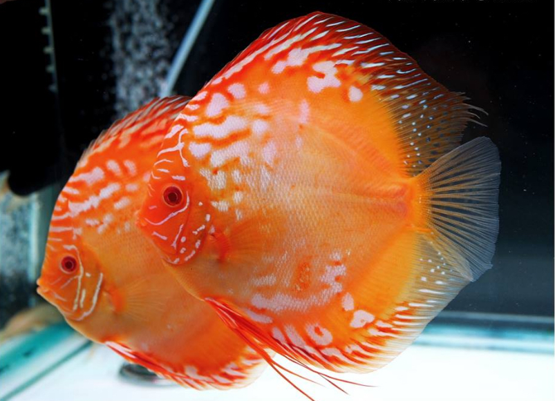 Albino Rafflesia Discus - Image 2