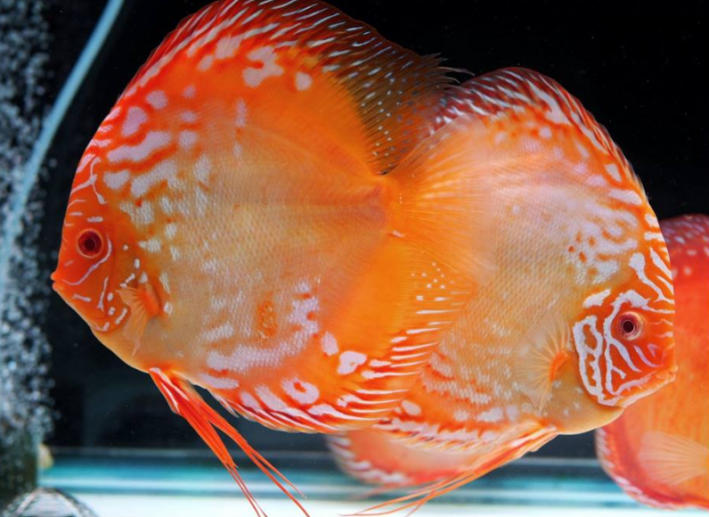 Albino Rafflesia Discus - Image 3