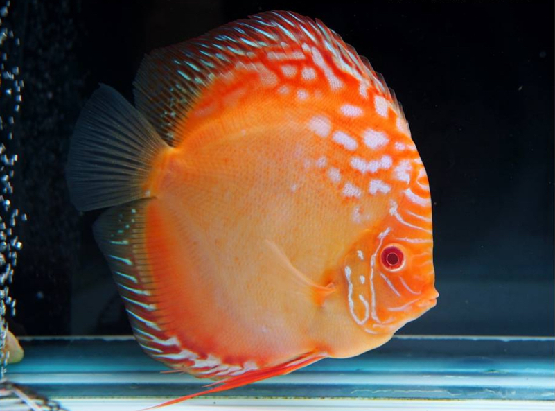 Albino Rafflesia Discus - Image 6