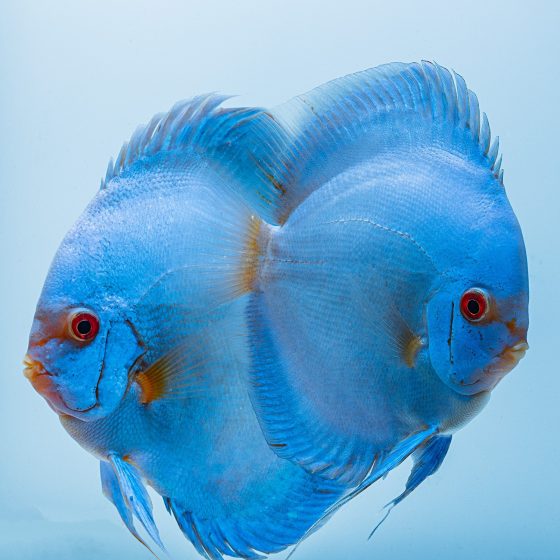 Blue Diamond Discus, Proven Breeding Pair