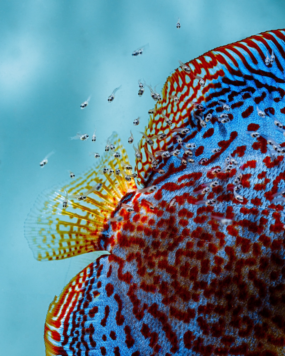 Blue Mosaic Leopard Discus, Proven Breeding Pair - Image 2