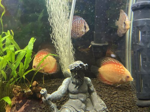 Mosaic Leopard Discus, Blue Base photo review