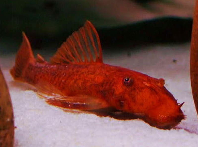 Super Red Bushynose Plecostomus - Image 2