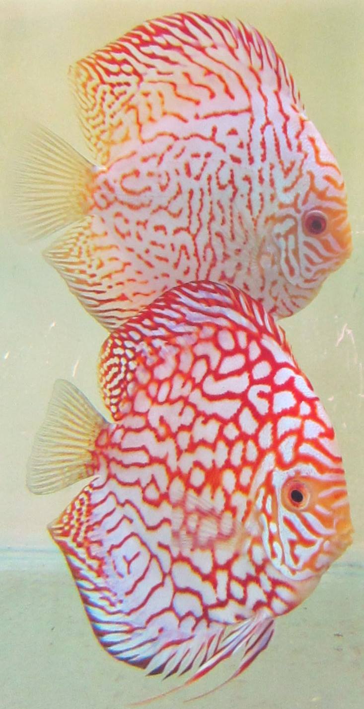 Red Eagle Discus, Wide Pattern, Proven Breeding Pair - Image 3
