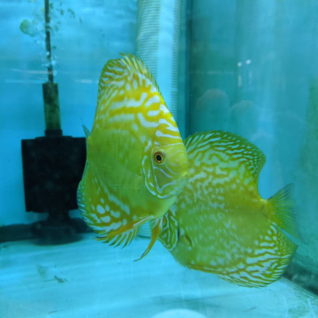 Yellow Rafflesia Discus, Proven Breeding Pair