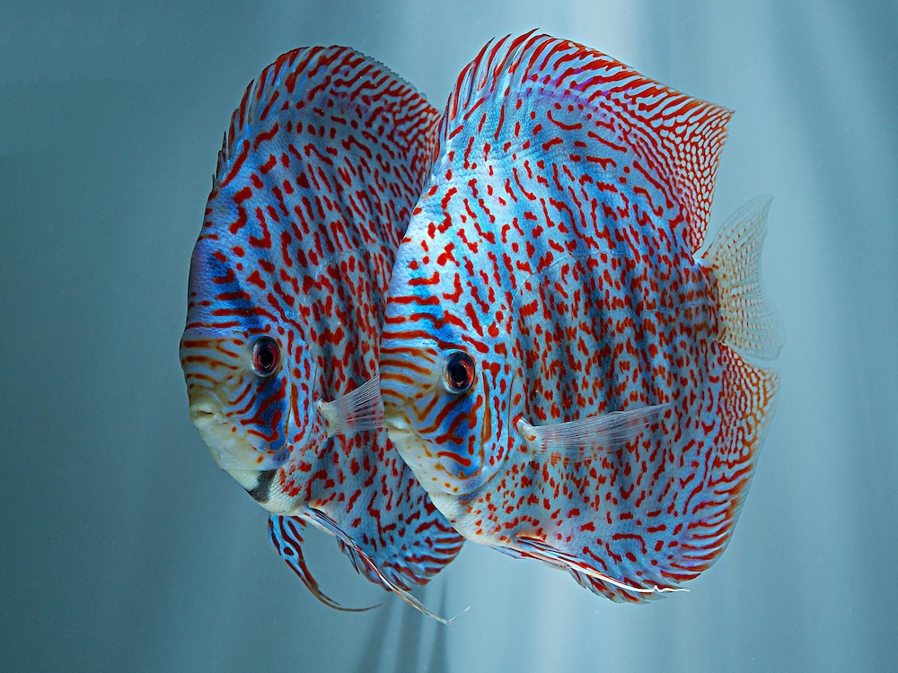 Blue Mosaic Leopard Discus, Proven Breeding Pair