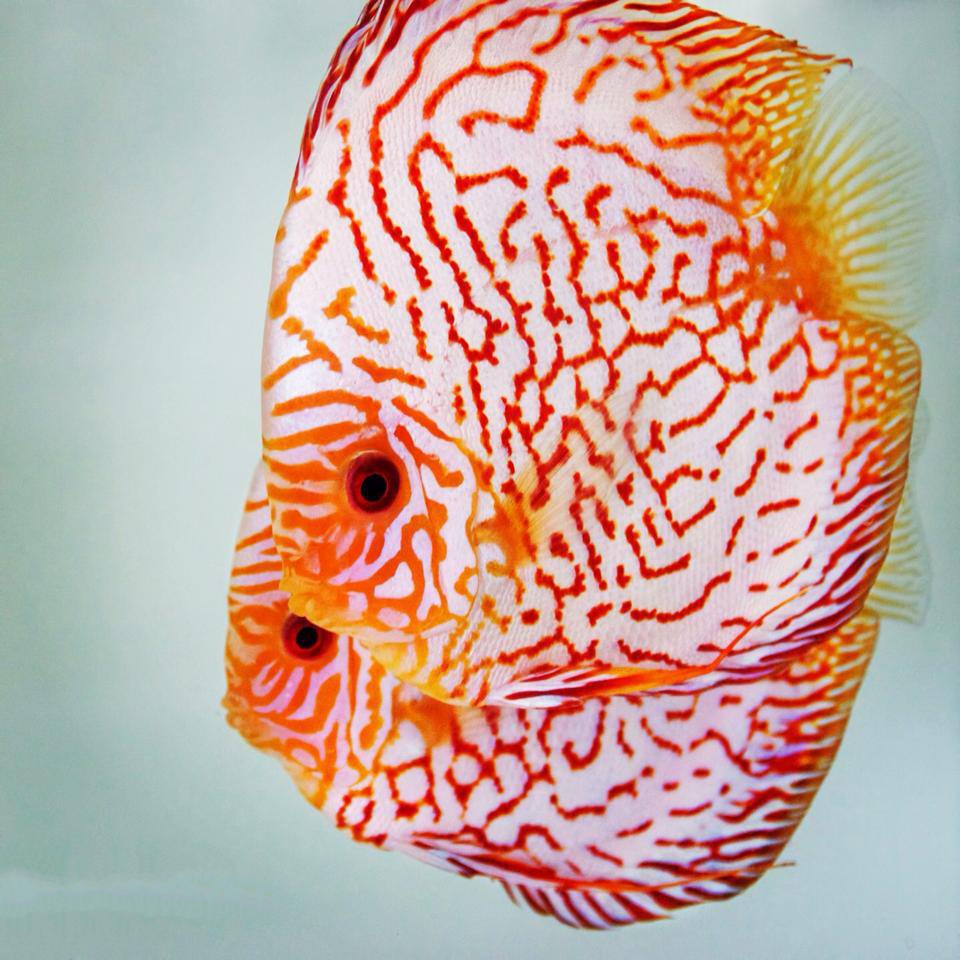 Red Eagle Discus, Wide Pattern, Proven Breeding Pair