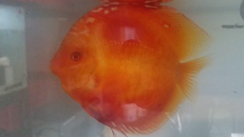Albino Red Diamond Discus photo review