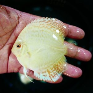 Albino Cobalt