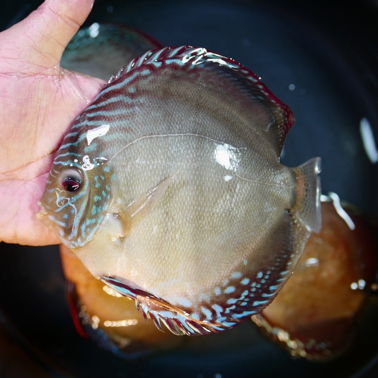 Slate Alenquer Cross Discus