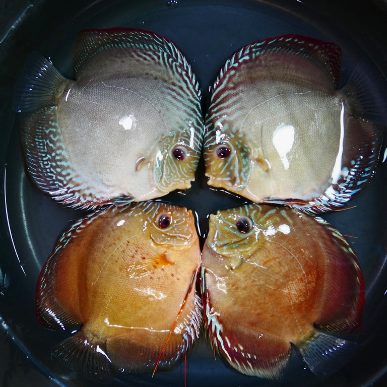 Slate Alenquer Cross Discus - Image 3