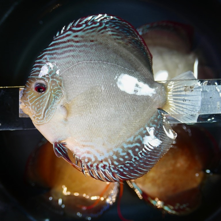 Slate Alenquer Cross Discus - Image 6