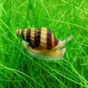 Snails & Crabs