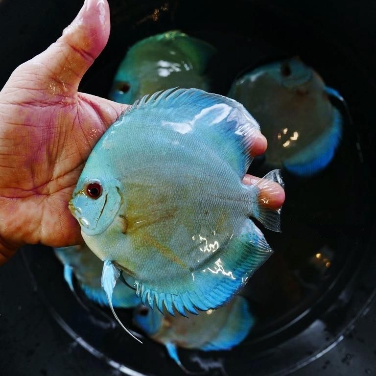 High Bodied Blue Diamond Discus With Deep Blue Gene - Image 5