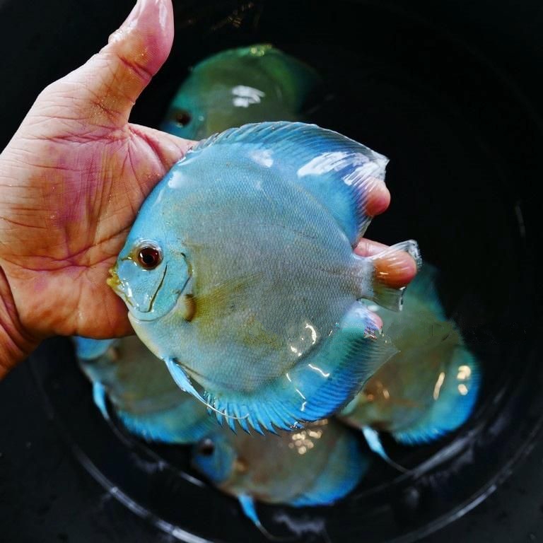 High Bodied Blue Diamond Discus With Deep Blue Gene - Image 4