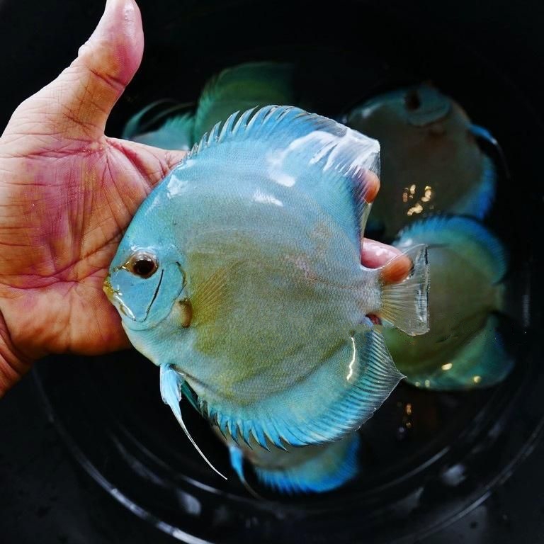 High Bodied Blue Diamond Discus With Deep Blue Gene - Image 3