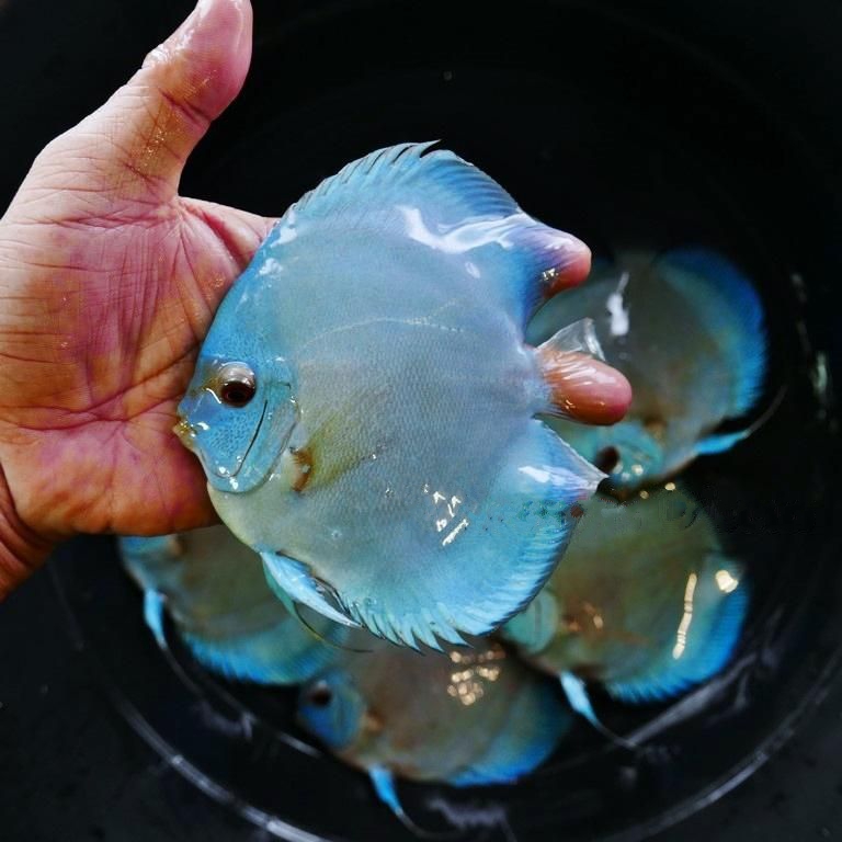 High Bodied Blue Diamond Discus With Deep Blue Gene - Image 2