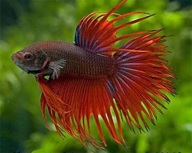 Crowntail Betta Male 1 Pack Discus Com,Celestial Wallpaper