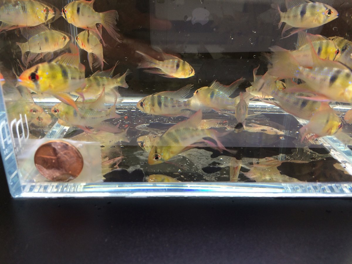 Blue Veiltail Ram 3 pack - Image 2