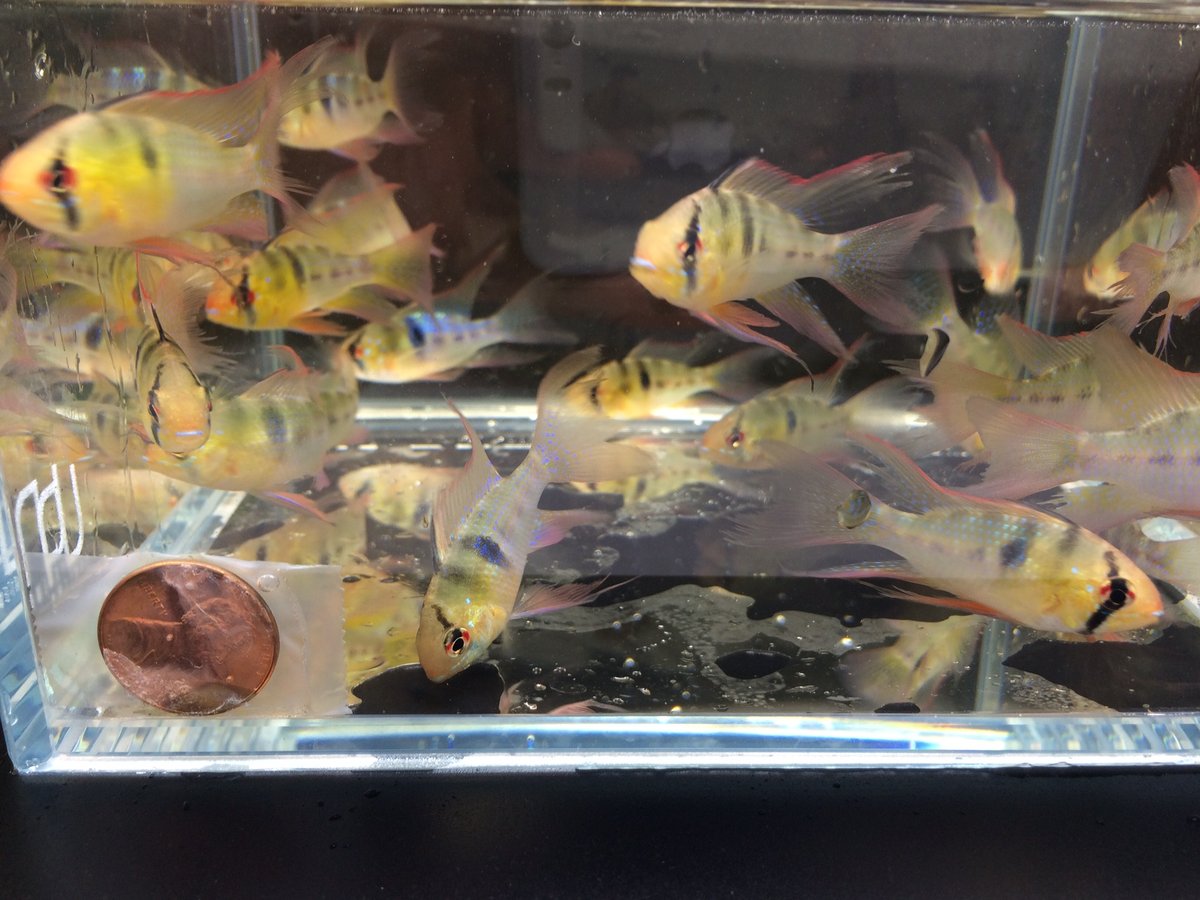 Blue Veiltail Ram 3 pack