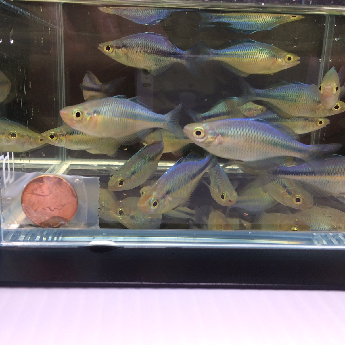 Turquoise blue Rainbow Fish 4 pack
