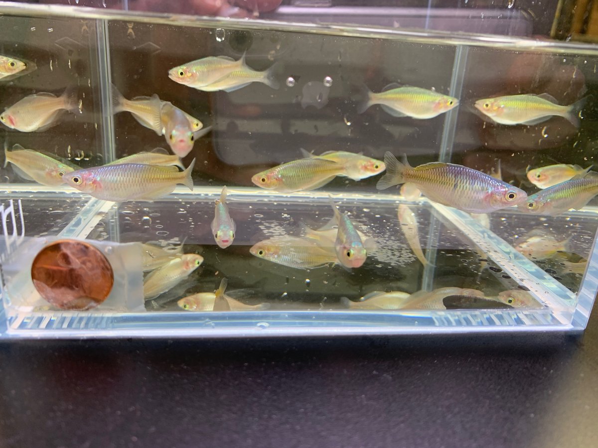 Boesemani Rainbow Fish 4 pack - Image 2