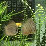 Dark Green Fineline Snakeskin Discus photo review