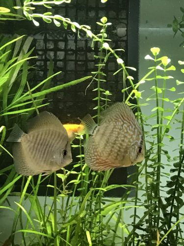Dark Green Fineline Snakeskin Discus photo review