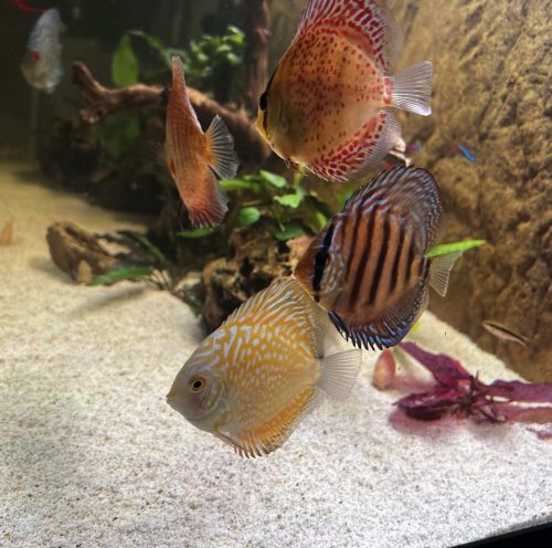 Yellow Leopard Discus photo review