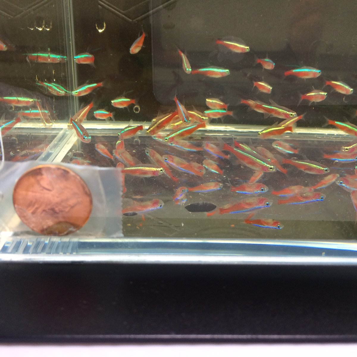 Cardinal Tetra 10 pack - Image 2