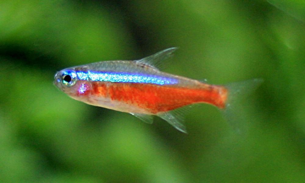 Cardinal Tetra 10 pack