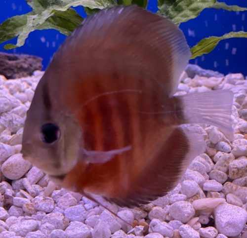 Classic San Merah Discus photo review