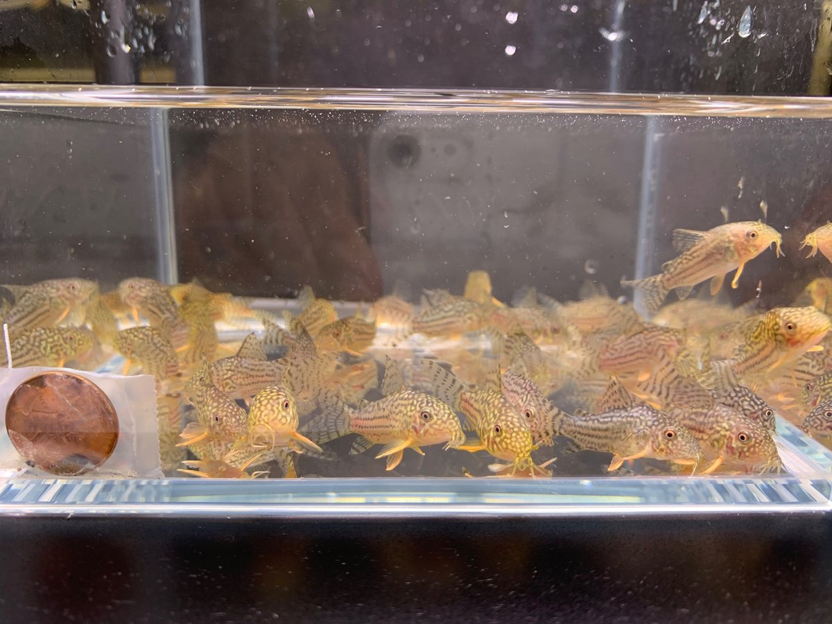 Sterbai Cory Corydoras 4 pack - Image 2