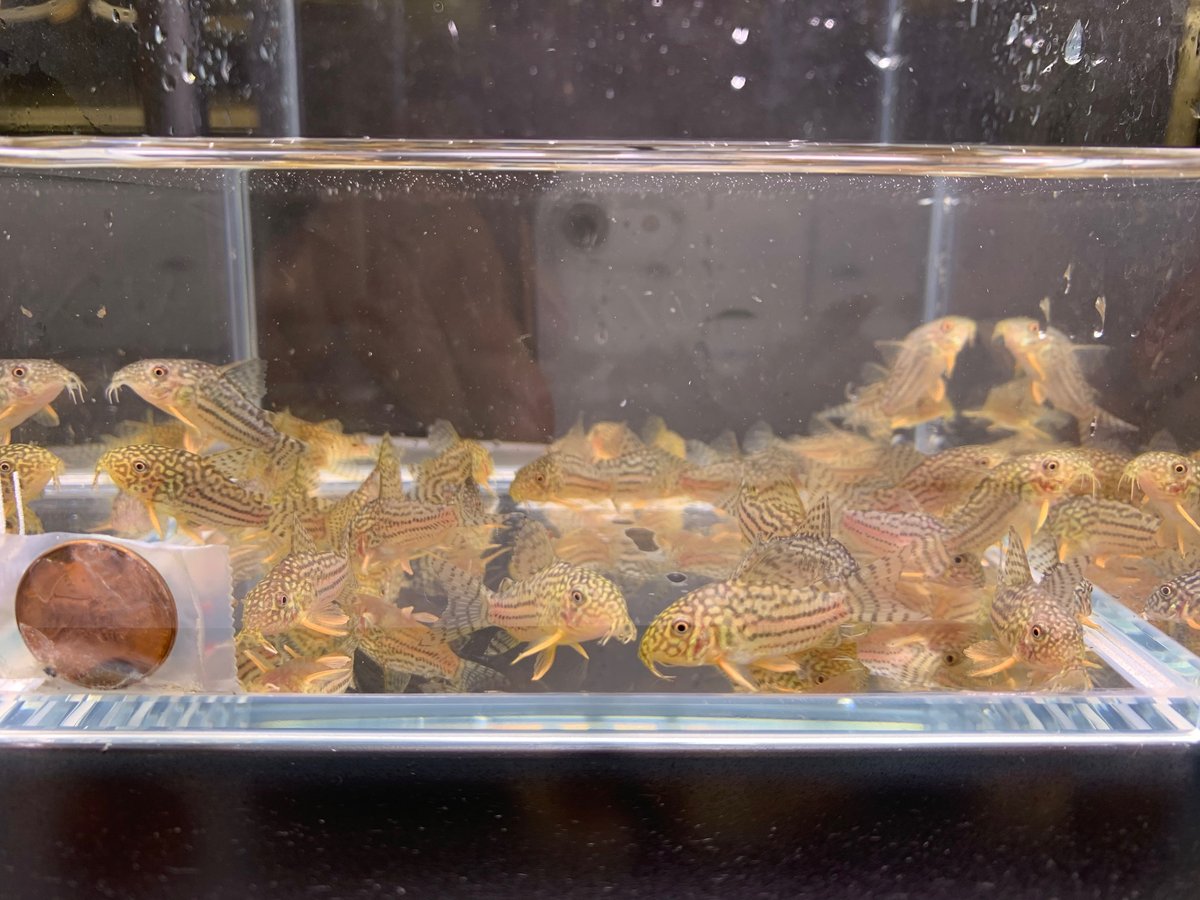 Sterbai Cory Corydoras 4 pack